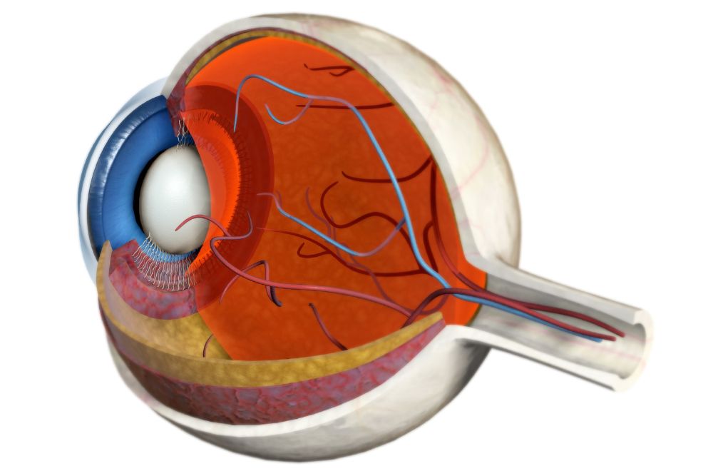 Quiz: How Much Do You Know About the Retina?
